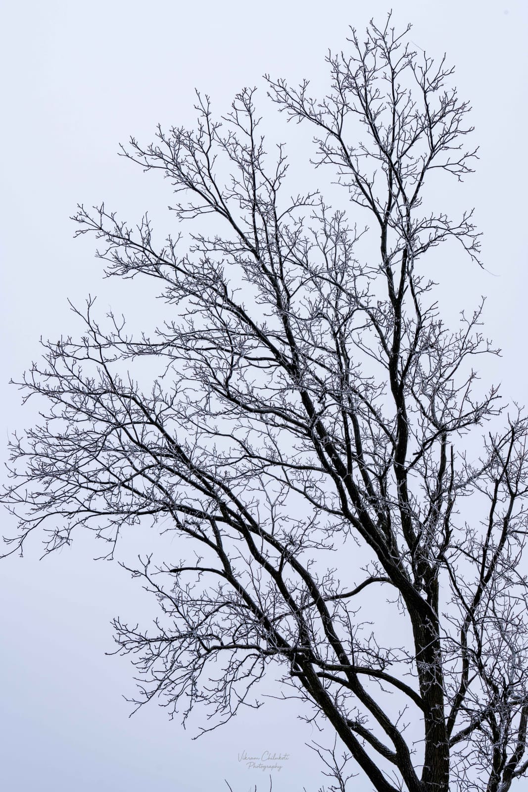 Ice-coated branches after freezing rain — frame 1