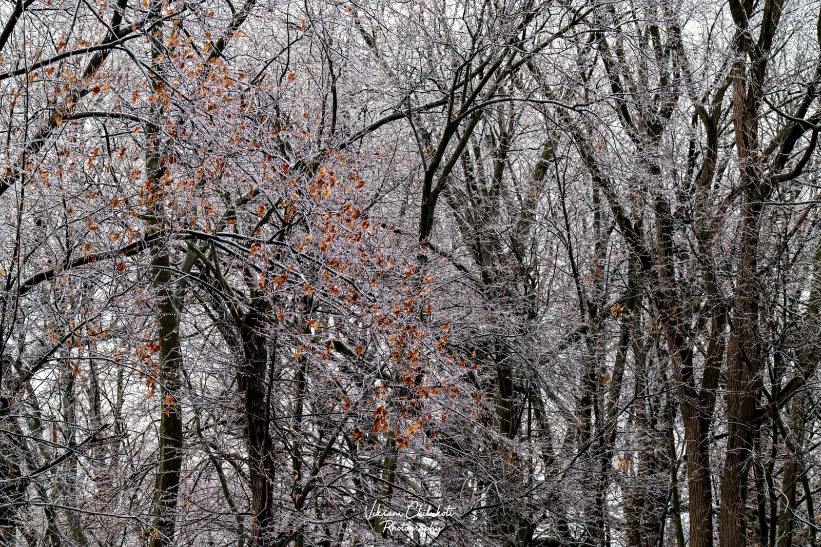 Ice-coated branches after freezing rain — frame 3