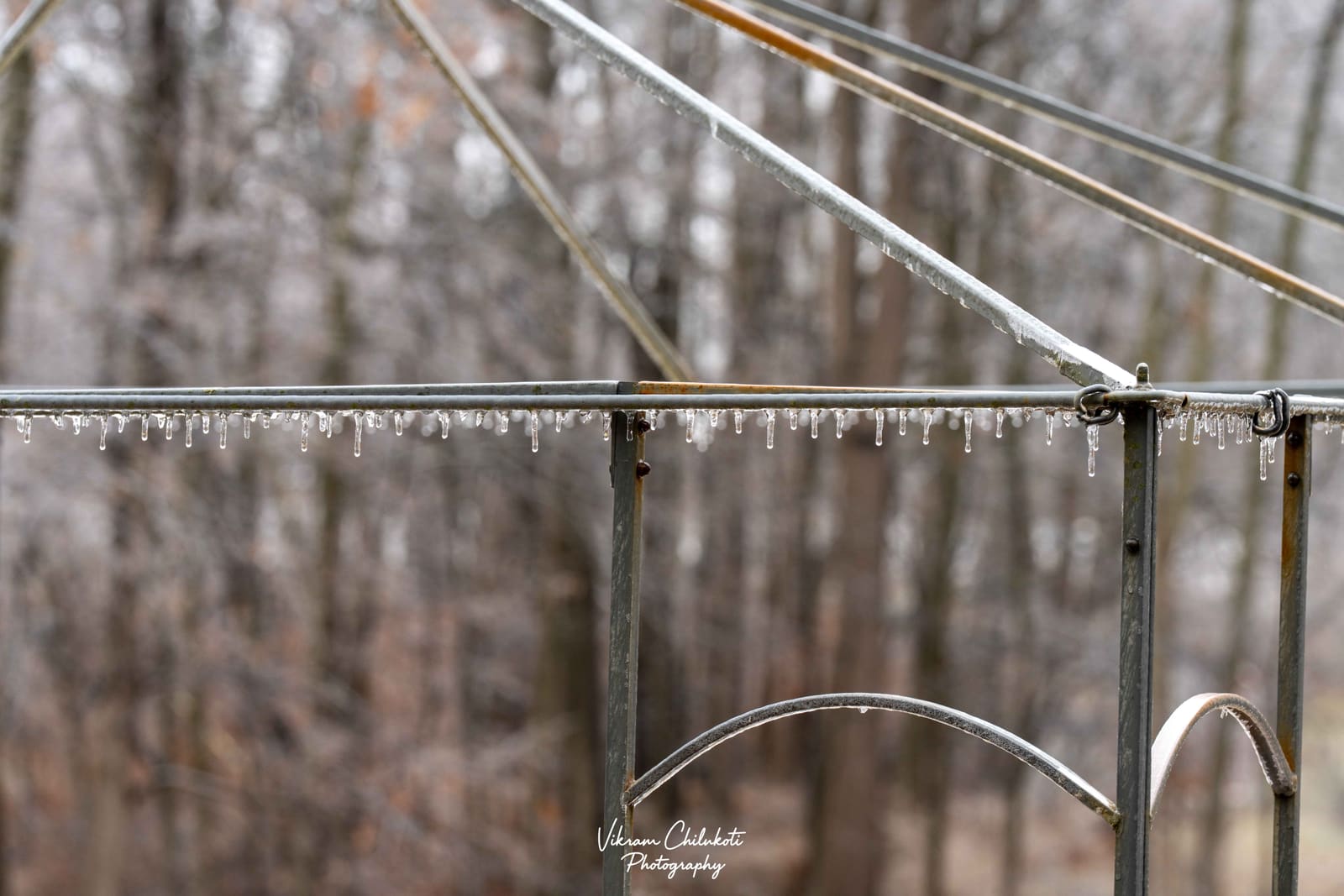 Ice-coated branches after freezing rain